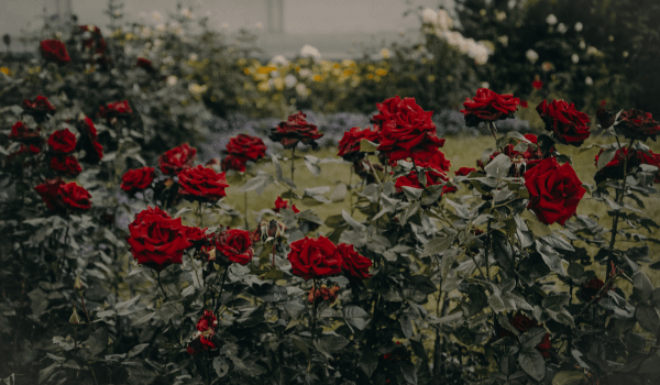 A Rose Garden