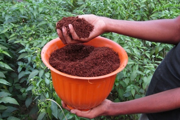 Holding some Cocopeat in a pot