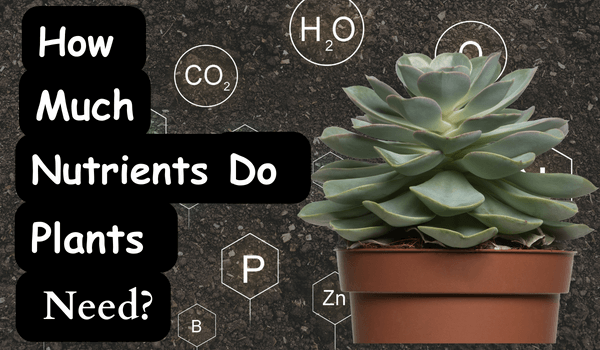 Types of nutrients plants need