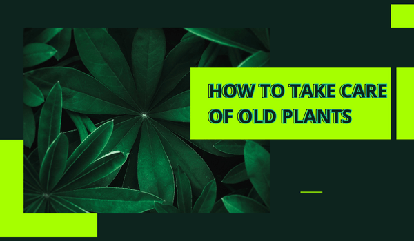 Take care Of Old Plants