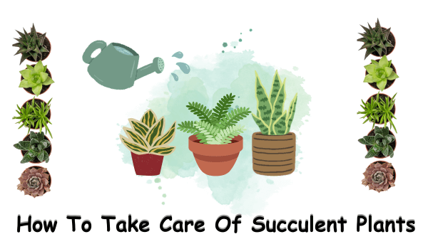 How to take care of succulents plants