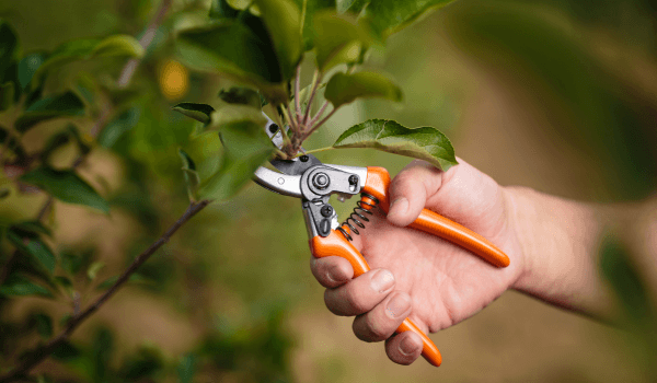 pruning