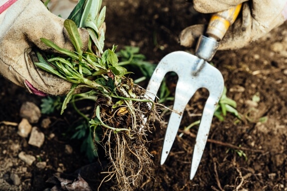 A person removing weeds from her home's garden