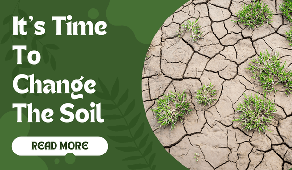 When to change the soil of the plant