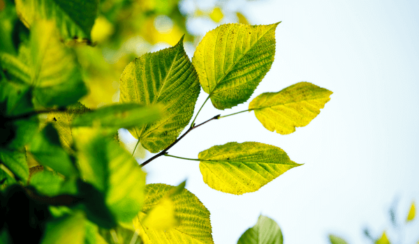 plants leaves turning into yellow