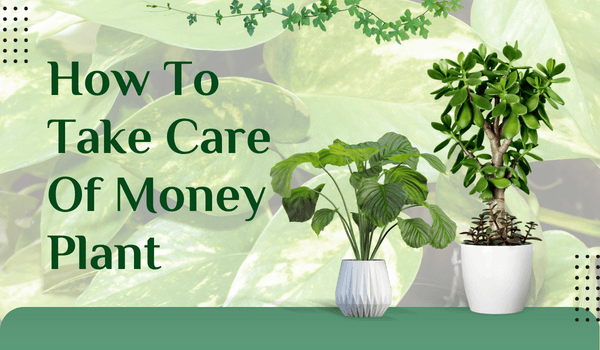 Taking Care Of Money Plant