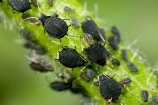 Aphids on leaves