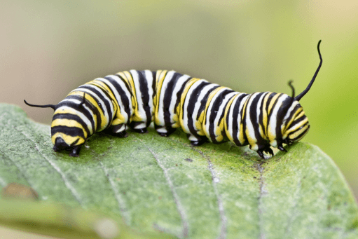 Caterpillars on a leaf