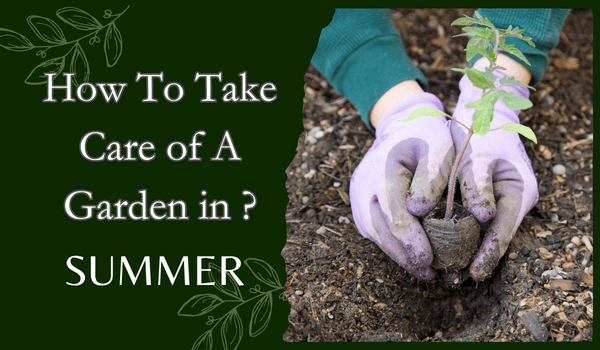 Taking Care of Gardens in Summer