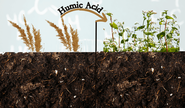 Importance of Humic Acid