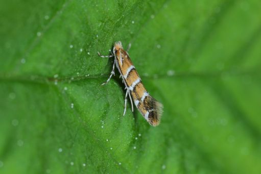 leaf Miner on leaves