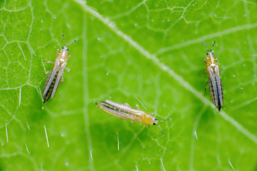 Thrips on leaves