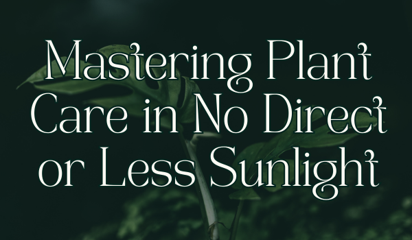 Plant Care in No Direct or Less Sunlight